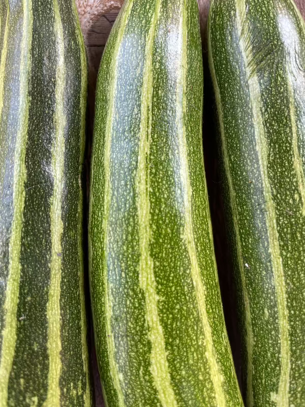 cocozelle summer squash heirloom zucchini seeds