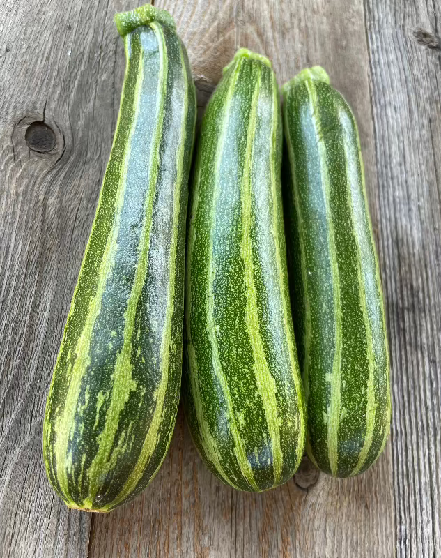 cocozelle summer zucchini seeds