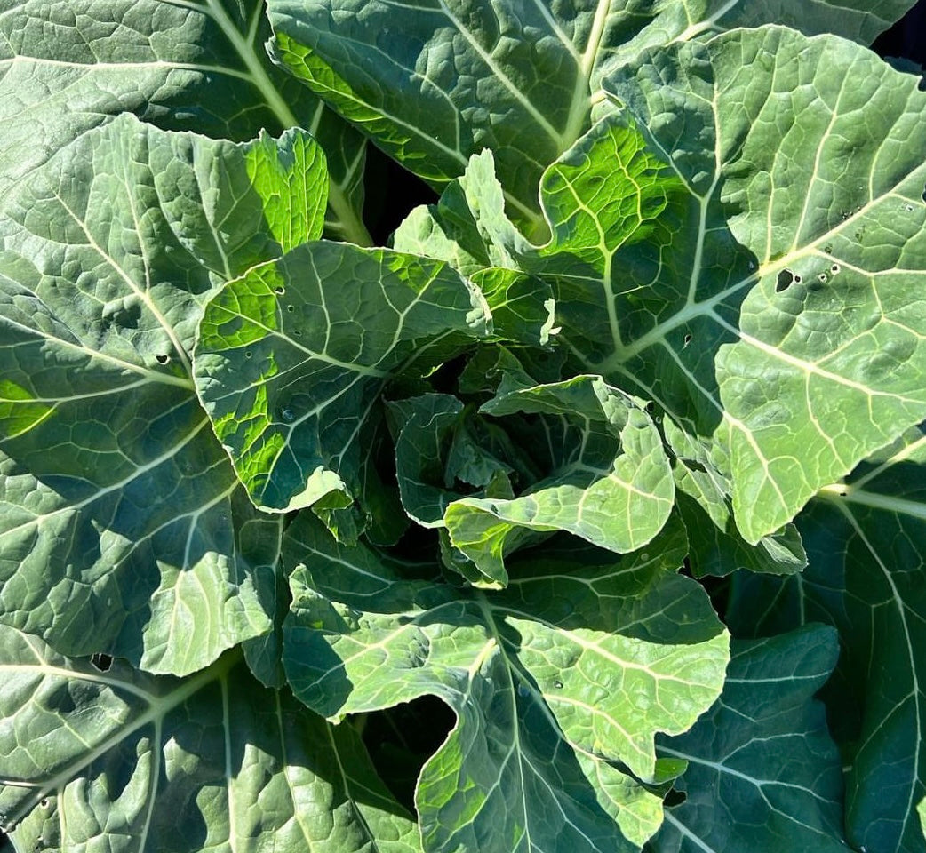 Champion Collard Greens photo from above, large green leaves with white veins