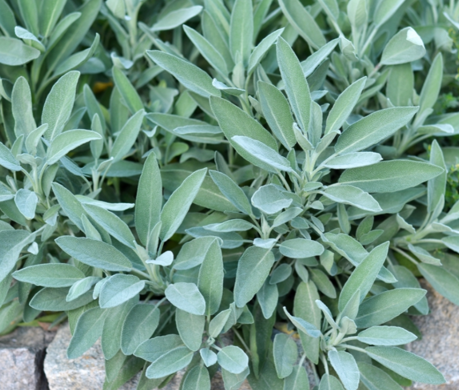 Common Sage Seeds