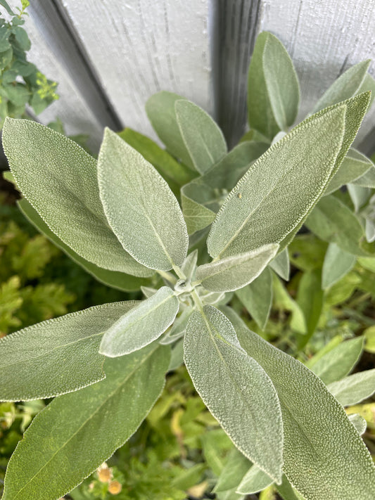 top view of common sage plant with green leaves from new earth seeds