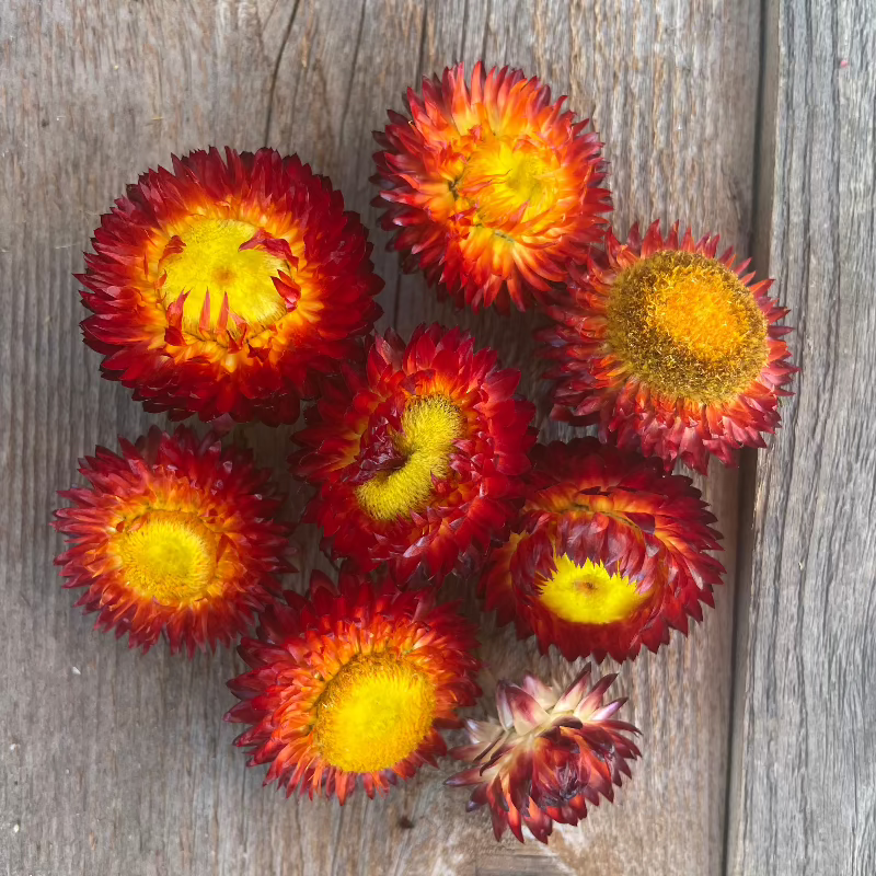 copper red strawflower seed dry flower