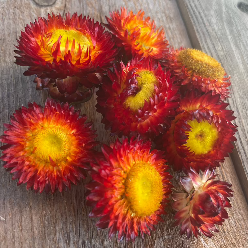 copper red strawfllower seed dry flower