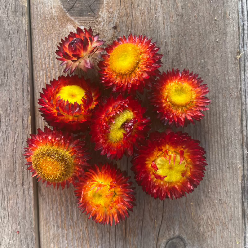 copper red strawflower dry flower seeds