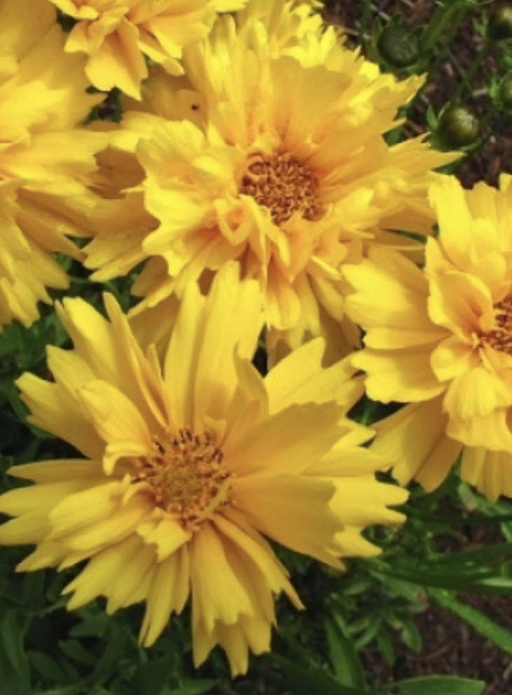 Sunburst- Lance-leaf Coreopsis