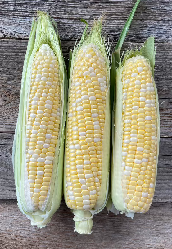 who gets kissed heirloom yellow and white corn cobs in husk