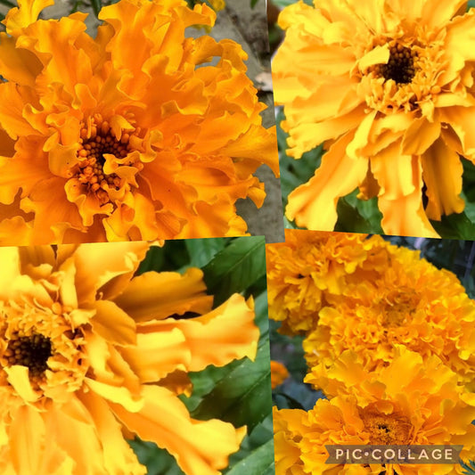 Crackerjack Marigolds