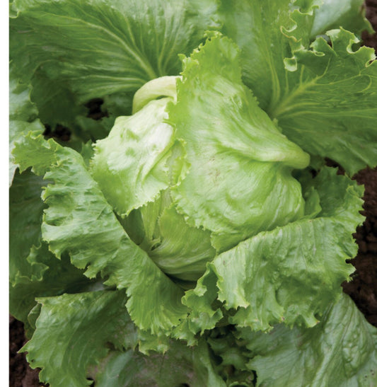 Crispino Lettuce | Heirloom Seeds | Open Pollinated