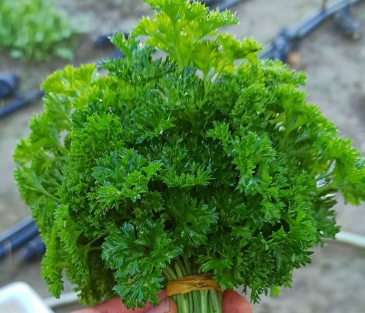 a cut bunch of classic curly parsley from seeds