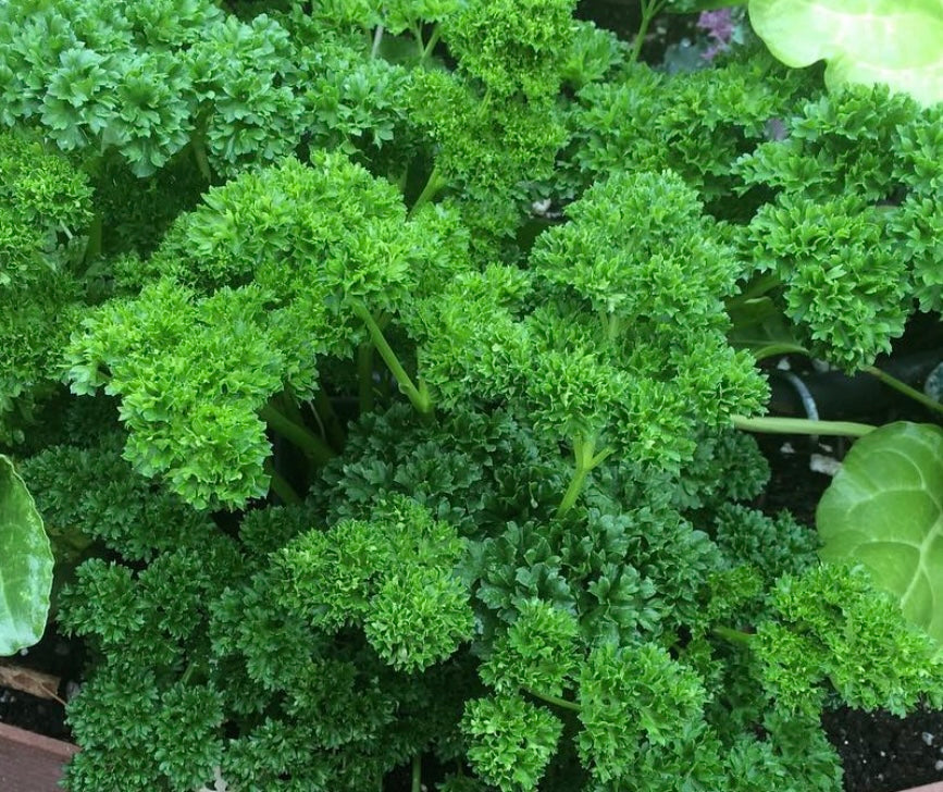 classic curly parsley plant