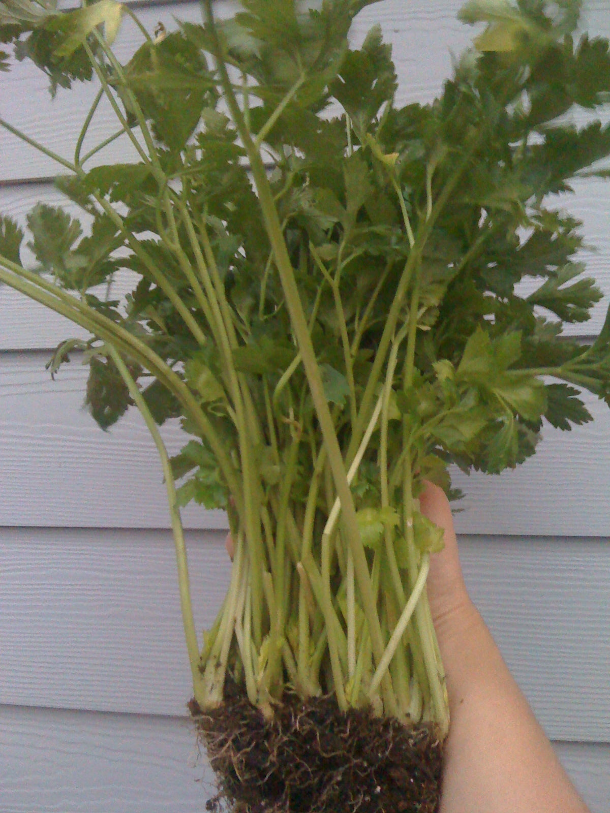 hand holding up a bunch of fresh harvested cutting celery stocks with root ball attached against a gray wall from new earth seeds