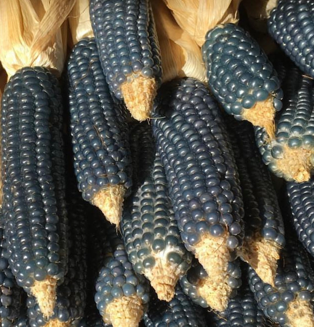 harvested dakota black popcorn cobs with dried husks pulled back from seeds