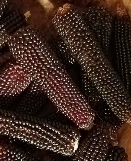 harvested dakota black popcorn cobs on a wooden table from seed