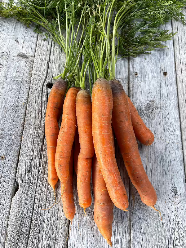 danvers carrot heirloom seeds