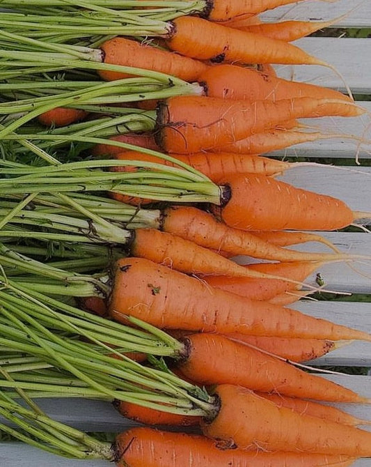 harvested orange Danvers 126 Carrots with greens attached on a wooden bench from seeds