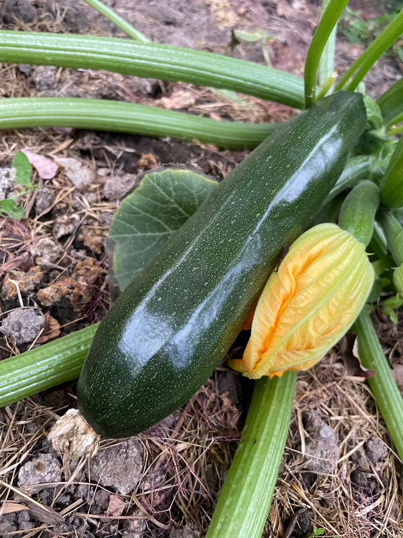 dark green zucchini seeds