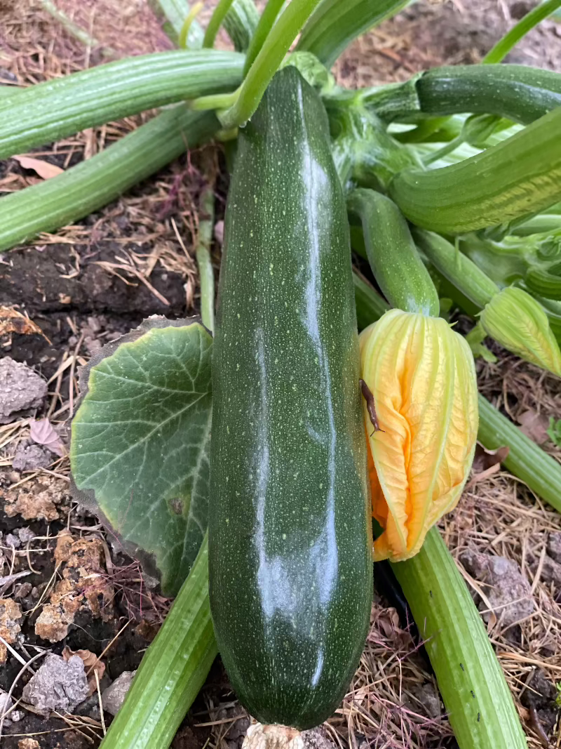 dark green zucchini seeds