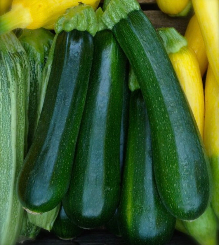 dark green zucchini seeds