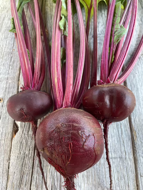 detroit dark red beet heirloom seeds detail