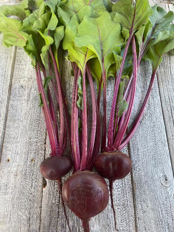 detroit dark red beet heirloom seeds