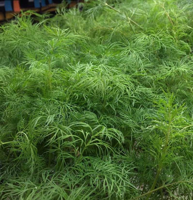 medium green dill leaves in a big bunch