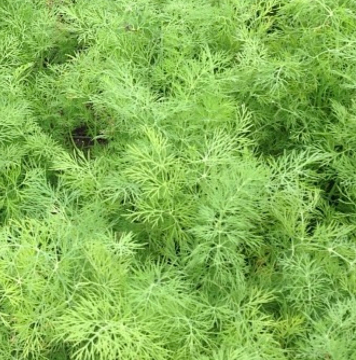 close up of bouquet dill in light green