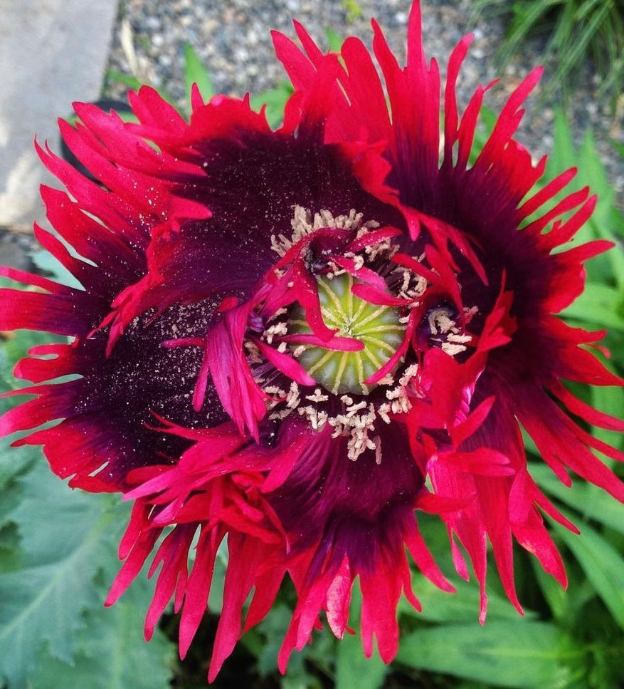 overhead shot of drama queen poppy flower with yellow center, dark purple and pink petals from seeds