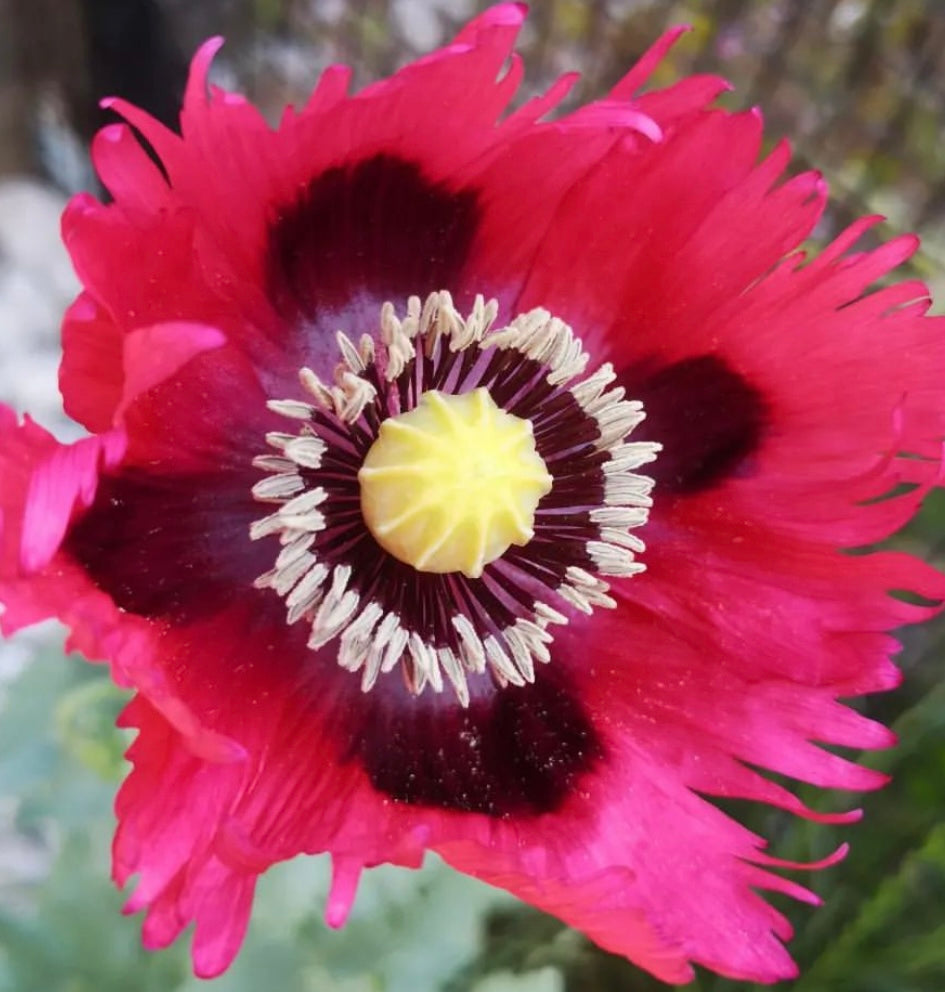 drama queen poppy flower with yellow and white center dark purple paintstroke markings and pink petals from seed