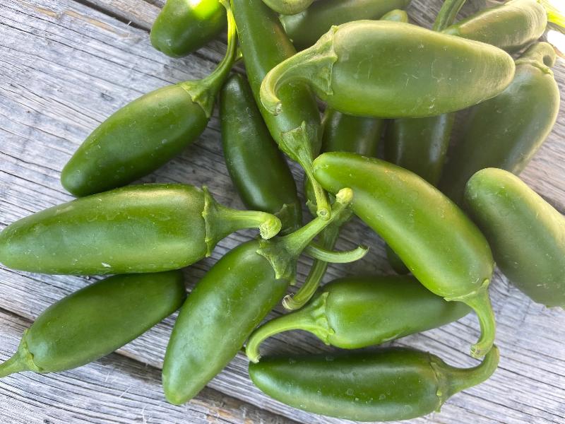 Early green jalapeno heirloom pepper seeds detail