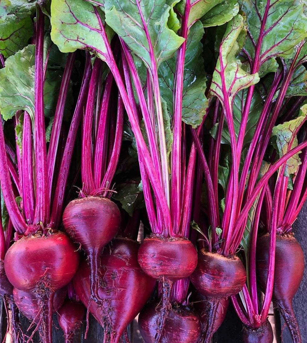 brliliant deep red beets with ling pink stocks and green leaves with red veins