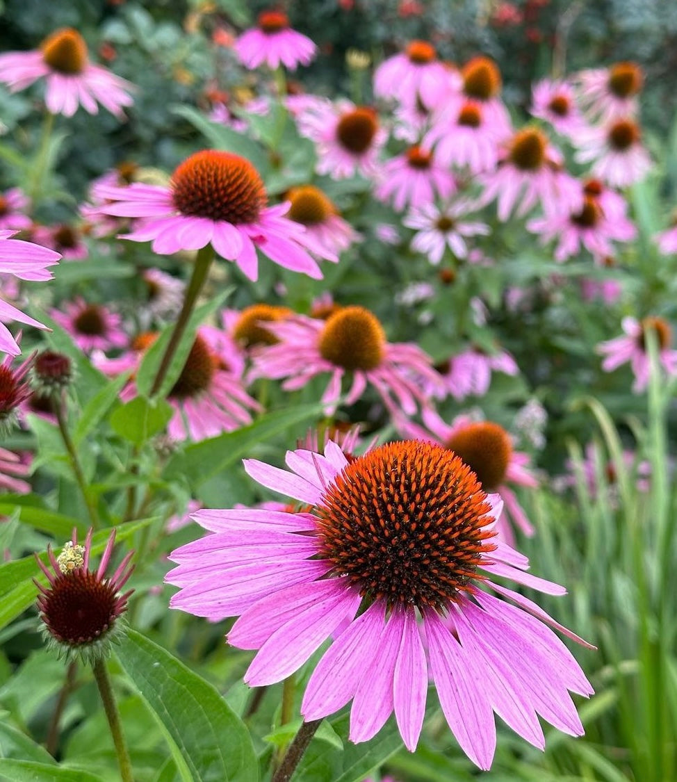 Echinacea Purpurea with pink petals and spiky orange cetner in a field with green leaves and background