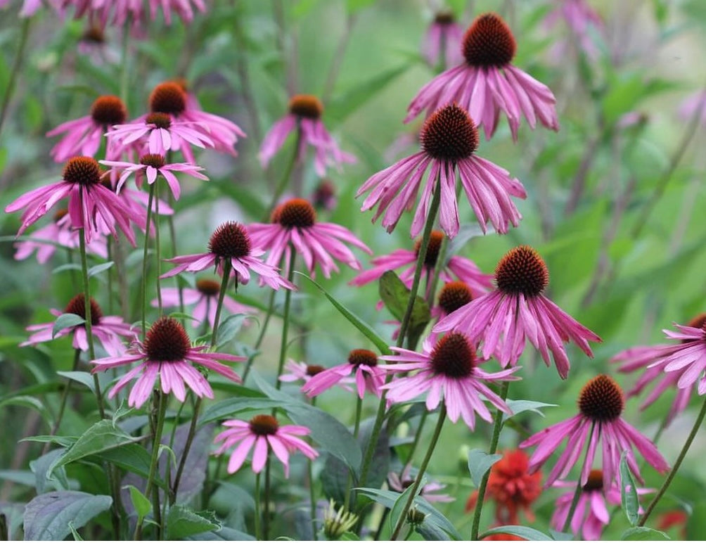 group of Echinacea Purpurea flowers with green foliage background