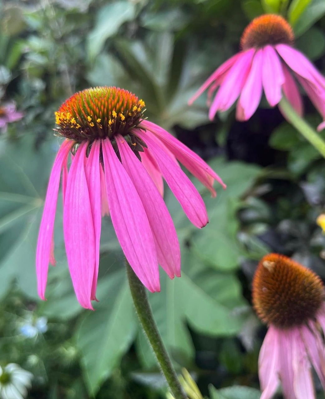 Echinacea Purpurea with pink petals and spiky orange cetner in a field with green leaves and background