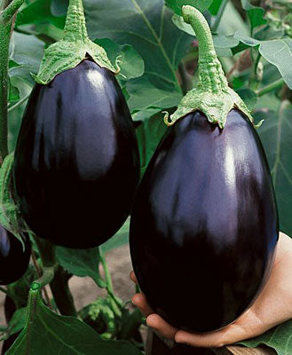 two hanging black beaty eggplants with green stems and a hand holding one up