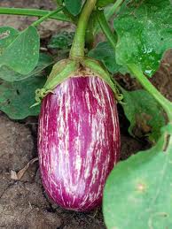 Listada de Gandia Heirloom Eggplant Seeds