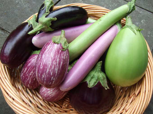 Eggplant Mixer | Open Pollinated | Superior Flavor