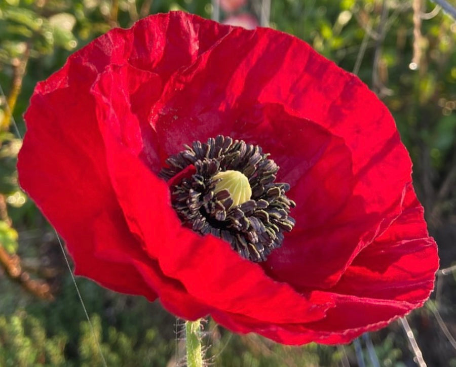 closeup of red flanders poppy bloom