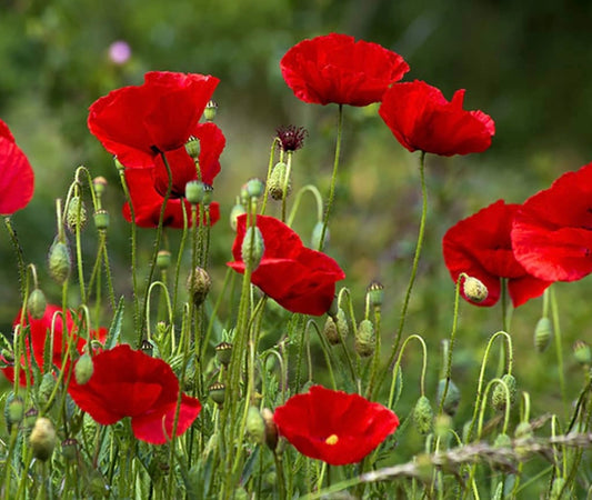 red flanders poppy flower blooms with green stems 