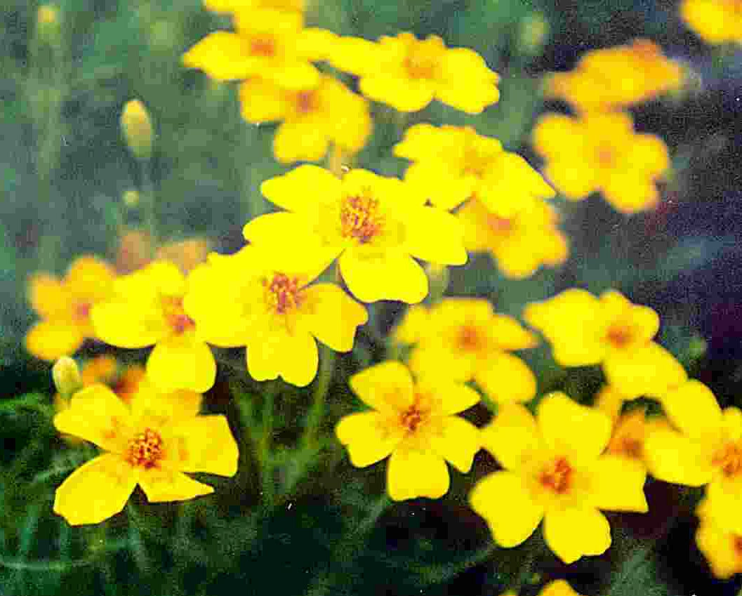 Lemon Gem Marigold Seeds