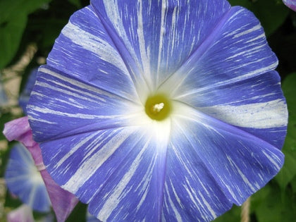 Flying Saucers Morning Glory Flower Seeds