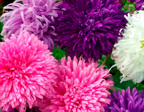 photo of China Aster - Giant of California Flowers in pink, purple and white