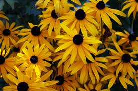 group of yellow sunflower blooms with brown centers from black eyed susan seeds