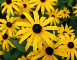 group of yellow sunflower blooms with brown centers from black eyed susan seeds