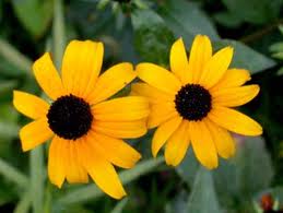 two yellow sunflower blooms with brown centers from black eyed susan seeds