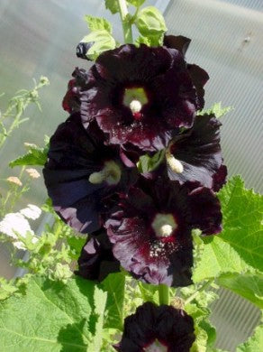 photo of black, dark purple hollyhock blooms with green leaves and stem produced from seeds