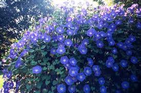 Heavenly Blue Morning Glory seeds