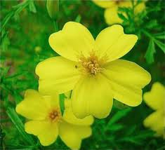 Lemon Gem Marigold Seeds