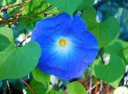 Heavenly Blue Morning Glory seeds