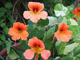 salmon baby nasturtium seeds