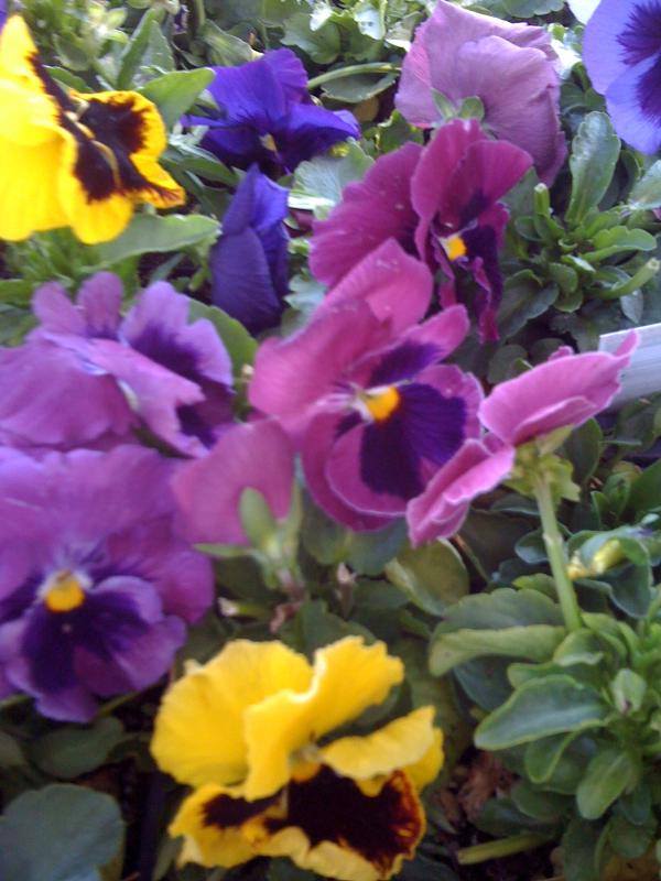 Peace Filled Pansy Mix Seeds